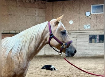 American Quarter Horse, Mare, 5 years, 14,3 hh, Palomino