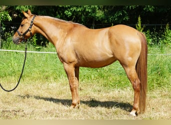 American Quarter Horse, Mare, 5 years, 14.3 hh, Red Dun