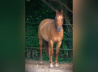 American Quarter Horse, Mare, 5 years, 14.3 hh, Red Dun