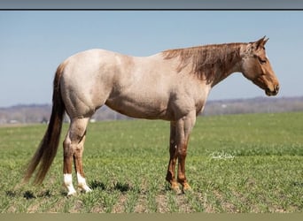 American Quarter Horse, Mare, 5 years, 14.3 hh, Roan-Red
