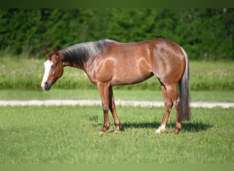 American Quarter Horse, Mare, 5 years, 14.3 hh, Roan-Red