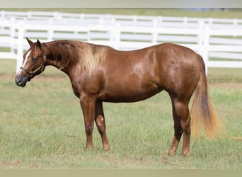 American Quarter Horse, Mare, 5 years, 14.3 hh, Sorrel