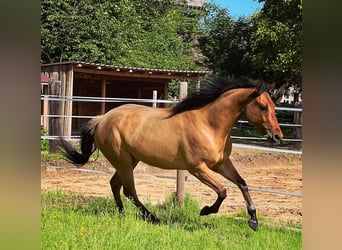 American Quarter Horse, Mare, 5 years, 14.3 hh