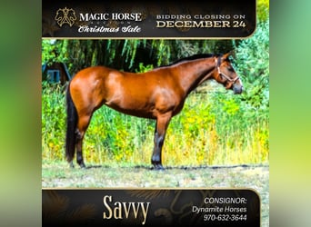 American Quarter Horse, Mare, 5 years, 14 hh, Bay