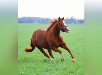 American Quarter Horse, Mare, 5 years, 14 hh, Chestnut-Red