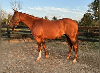 American Quarter Horse, Mare, 5 years, 14 hh, Chestnut