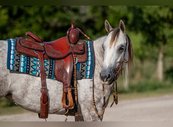 American Quarter Horse, Stute, 5 Jahre, 14 hh, Schimmel