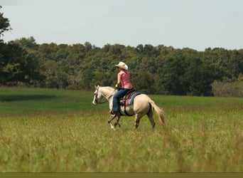 American Quarter Horse, Mare, 5 years, 14 hh, Grey