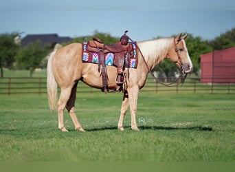 American Quarter Horse, Mare, 5 years, 14 hh, Palomino