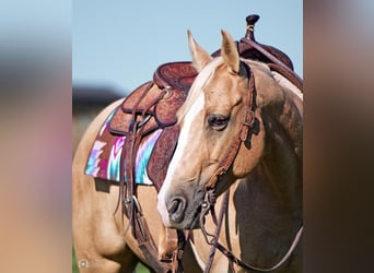 American Quarter Horse, Mare, 5 years, 14 hh, Palomino