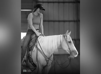 American Quarter Horse, Mare, 5 years, 14 hh, Palomino