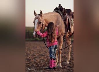 American Quarter Horse, Mare, 5 years, 14 hh, Palomino