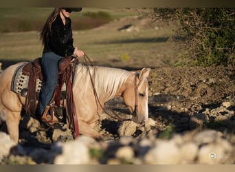 American Quarter Horse, Mare, 5 years, 14 hh, Palomino