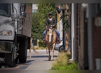 American Quarter Horse, Mare, 5 years, 14 hh, Palomino