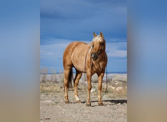 American Quarter Horse, Mare, 5 years, 14 hh, Palomino