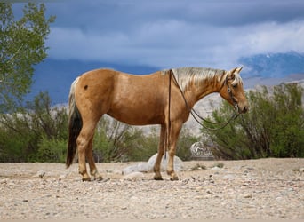 American Quarter Horse, Mare, 5 years, 14 hh, Palomino