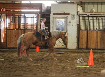 American Quarter Horse, Mare, 5 years, 14 hh, Palomino