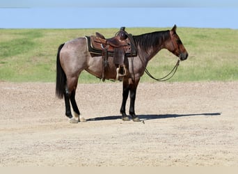 American Quarter Horse, Mare, 5 years, 14 hh, Roan-Bay