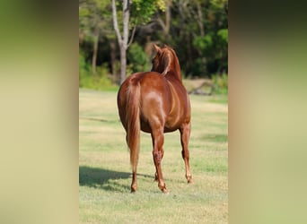 American Quarter Horse, Mare, 5 years, 14 hh, Sorrel