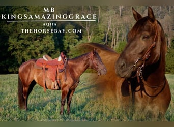 American Quarter Horse, Mare, 5 years, 14,1 hh, Black