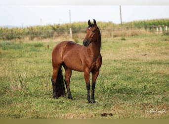 American Quarter Horse, Mare, 5 years, 14,1 hh, Brown