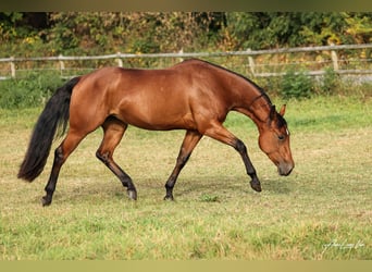 American Quarter Horse, Mare, 5 years, 14,1 hh, Brown