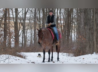 American Quarter Horse, Mare, 5 years, 14,1 hh, Roan-Bay