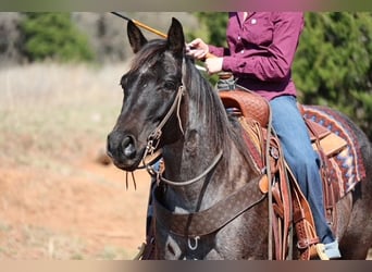 American Quarter Horse, Mare, 5 years, 14,1 hh, Roan-Blue