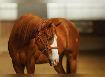American Quarter Horse, Mare, 5 years, 14,1 hh, Sorrel