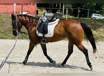 American Quarter Horse, Mare, 5 years, 14,2 hh, Brown