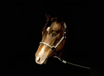 American Quarter Horse, Mare, 5 years, 14,2 hh, Buckskin