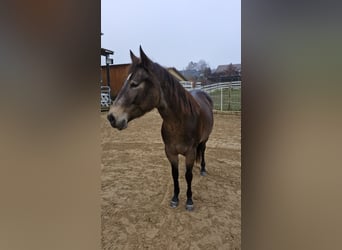 American Quarter Horse, Mare, 5 years, 14,2 hh, Buckskin
