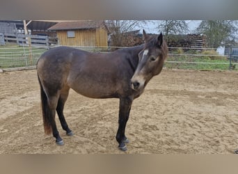 American Quarter Horse, Mare, 5 years, 14,2 hh, Buckskin