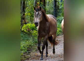American Quarter Horse, Mare, 5 years, 14,2 hh, Buckskin
