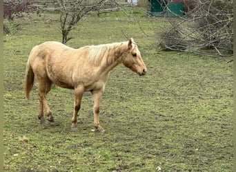 American Quarter Horse, Mare, 5 years, 14,2 hh, Dunalino