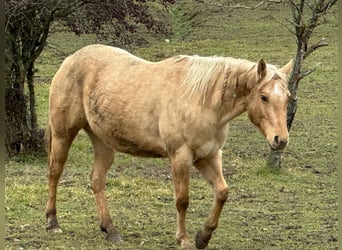 American Quarter Horse, Mare, 5 years, 14,2 hh, Dunalino