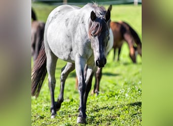American Quarter Horse, Mare, 5 years, 14,2 hh, Grey-Blue-Tan