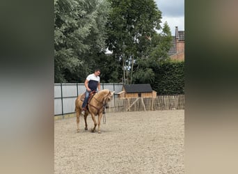 American Quarter Horse, Mare, 5 years, 14,2 hh, Palomino