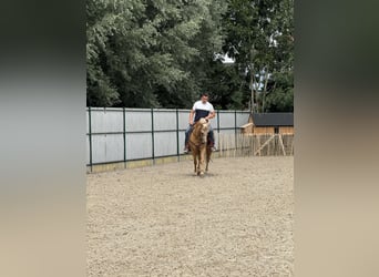 American Quarter Horse, Mare, 5 years, 14,2 hh, Palomino