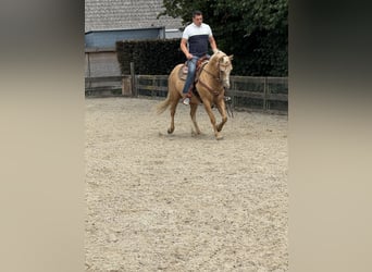 American Quarter Horse, Mare, 5 years, 14,2 hh, Palomino