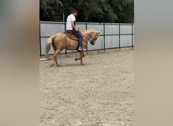 American Quarter Horse, Mare, 5 years, 14,2 hh, Palomino