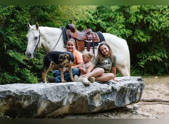 American Quarter Horse, Mare, 5 years, 14,2 hh, Palomino