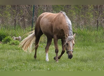 American Quarter Horse, Mare, 5 years, 14,2 hh, Palomino
