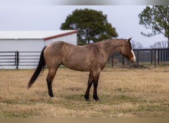 American Quarter Horse, Mare, 5 years, 14,2 hh, Roan-Bay