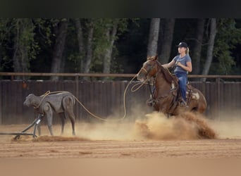 American Quarter Horse, Mare, 5 years, 14,2 hh, Sorrel