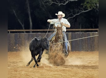 American Quarter Horse, Mare, 5 years, 14,2 hh, Sorrel