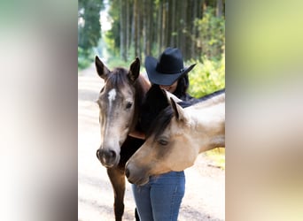 American Quarter Horse, Mare, 5 years, 14,2 hh