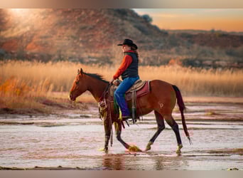 American Quarter Horse, Mare, 5 years, 14,3 hh, Bay