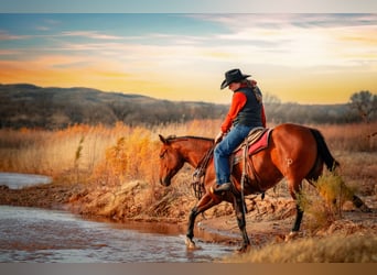 American Quarter Horse, Mare, 5 years, 14,3 hh, Bay