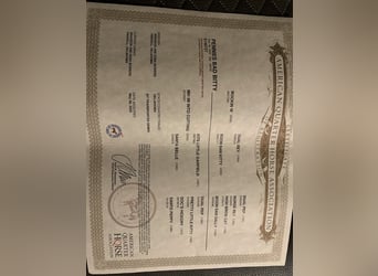 American Quarter Horse, Mare, 5 years, 14,3 hh, Bay